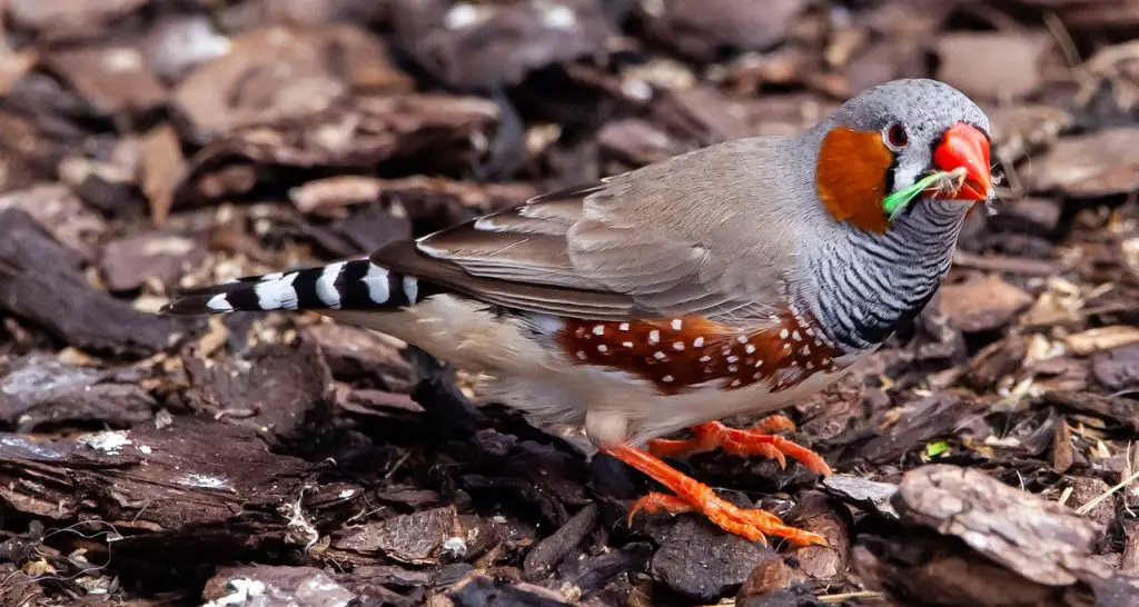 Zebra Finch (Taeniopygia Guttata)