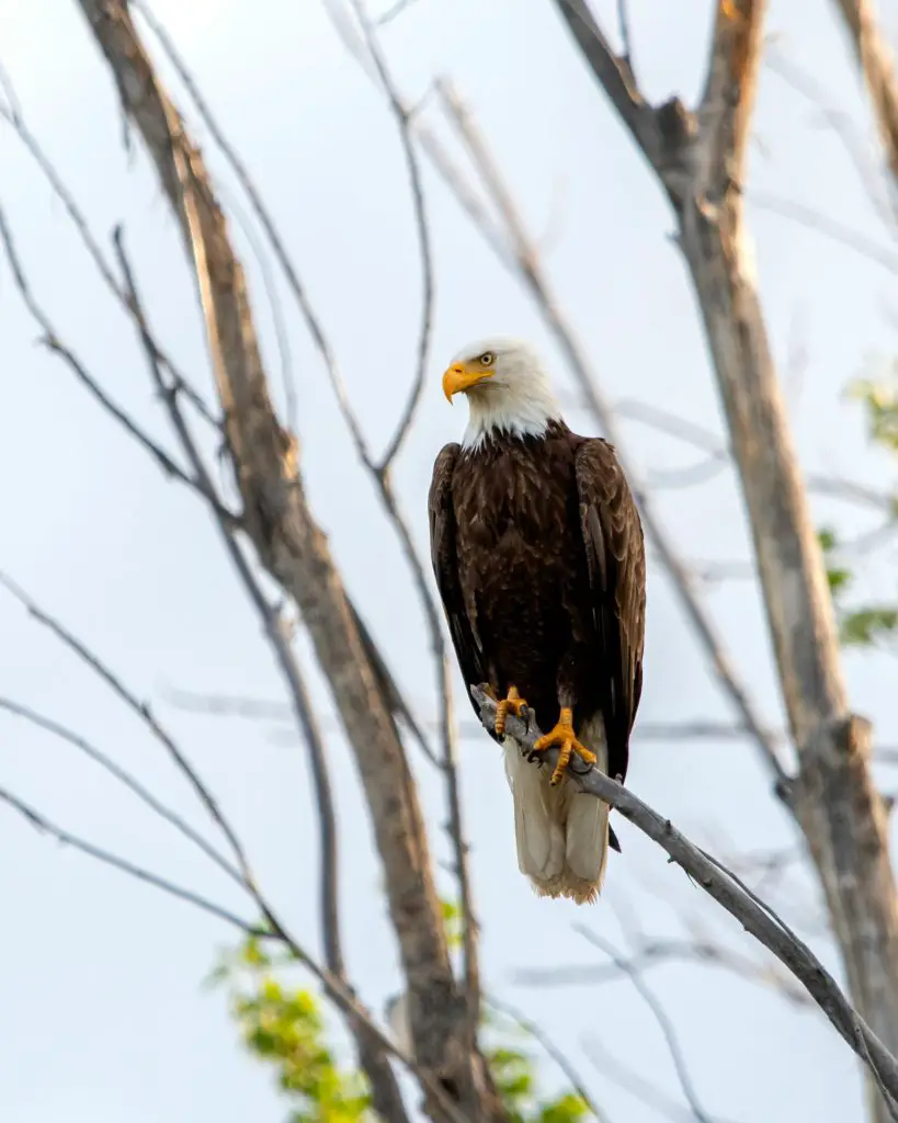 Bald Eagle (Haliaeetus Leucocephalus)