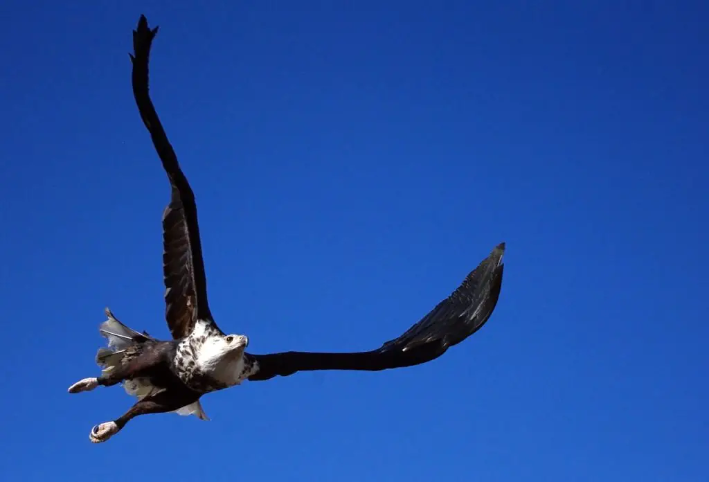 Bald Eagle (Haliaeetus Leucocephalus)