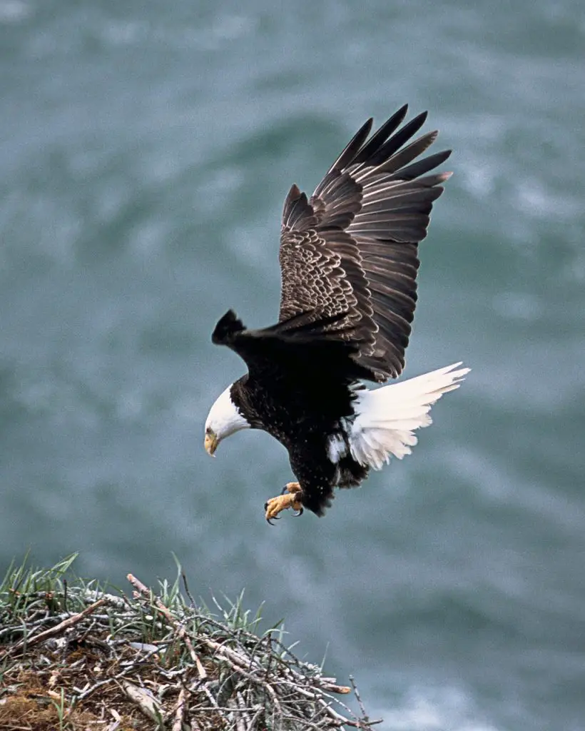 Bald Eagle (Haliaeetus Leucocephalus)