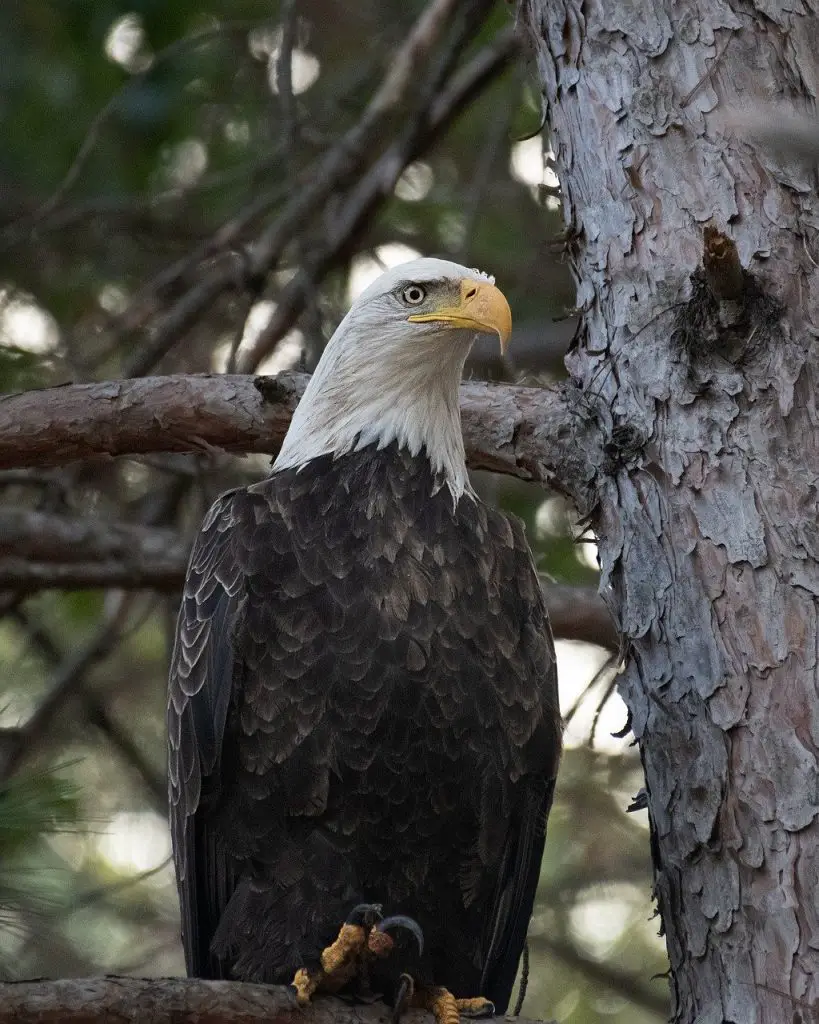 Bald Eagle (Haliaeetus Leucocephalus)