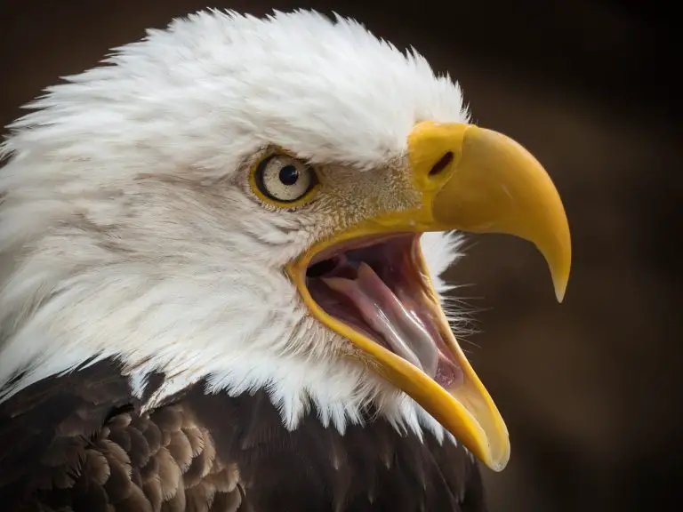 Bald Eagle (Haliaeetus Leucocephalus)