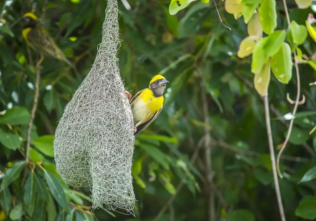 Baya (Ploceus Philippinus)