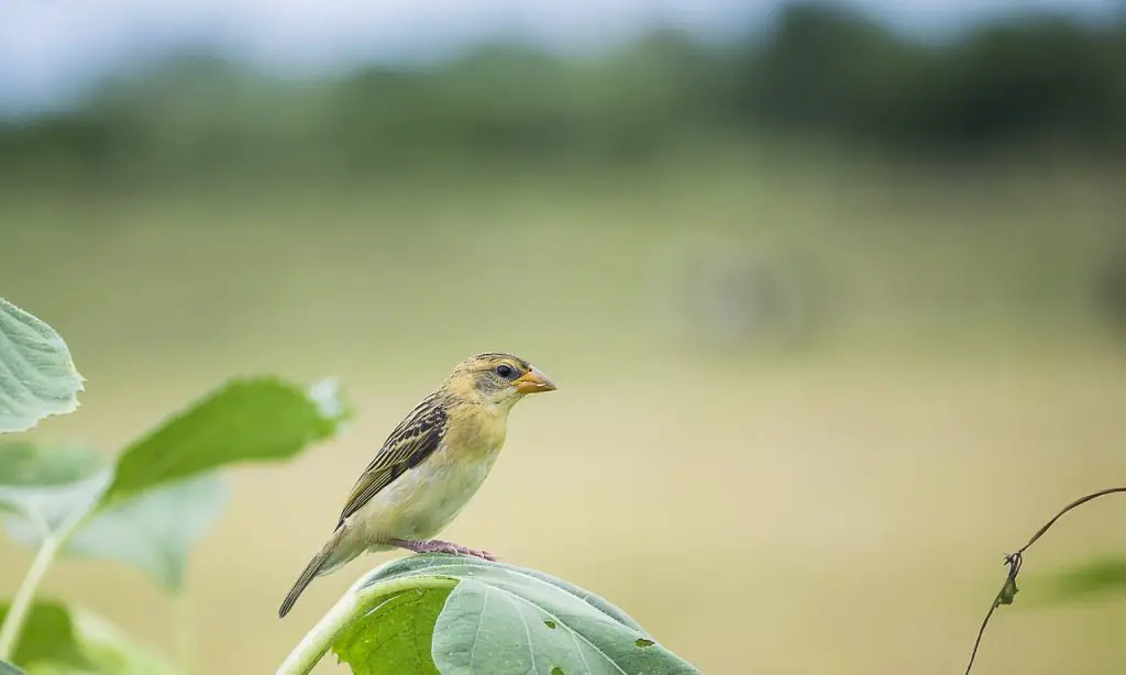 Baya (Ploceus Philippinus)