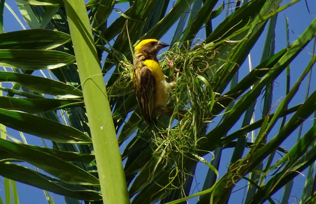 Baya (Ploceus Philippinus)