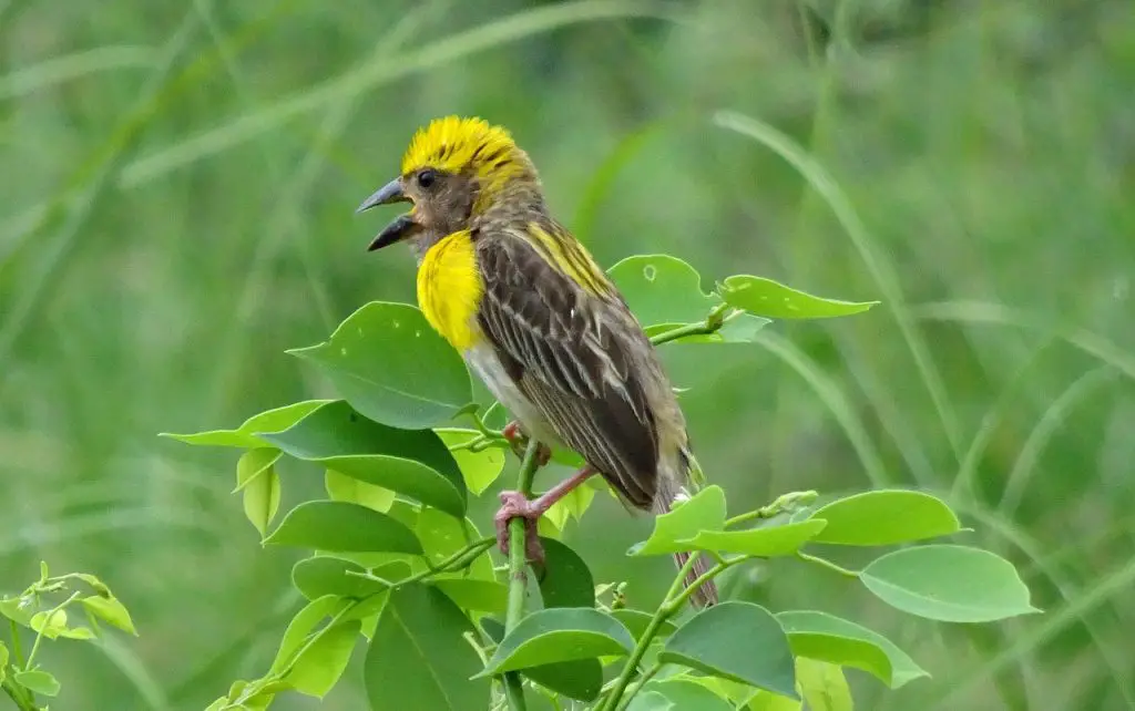 Baya (Ploceus Philippinus)