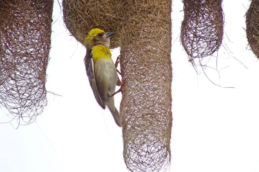 Baya (Ploceus Philippinus)