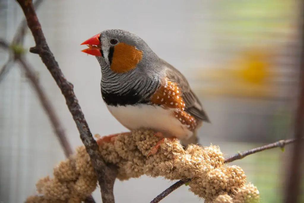 Zebra Finch (Taeniopygia Guttata)