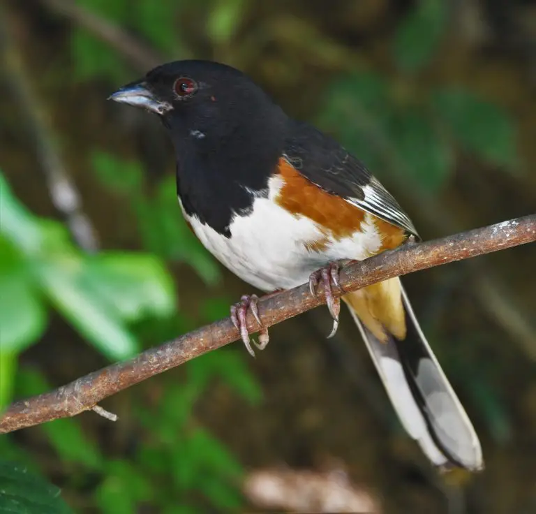 Towhee (Pipilo Erythrophthalmus)