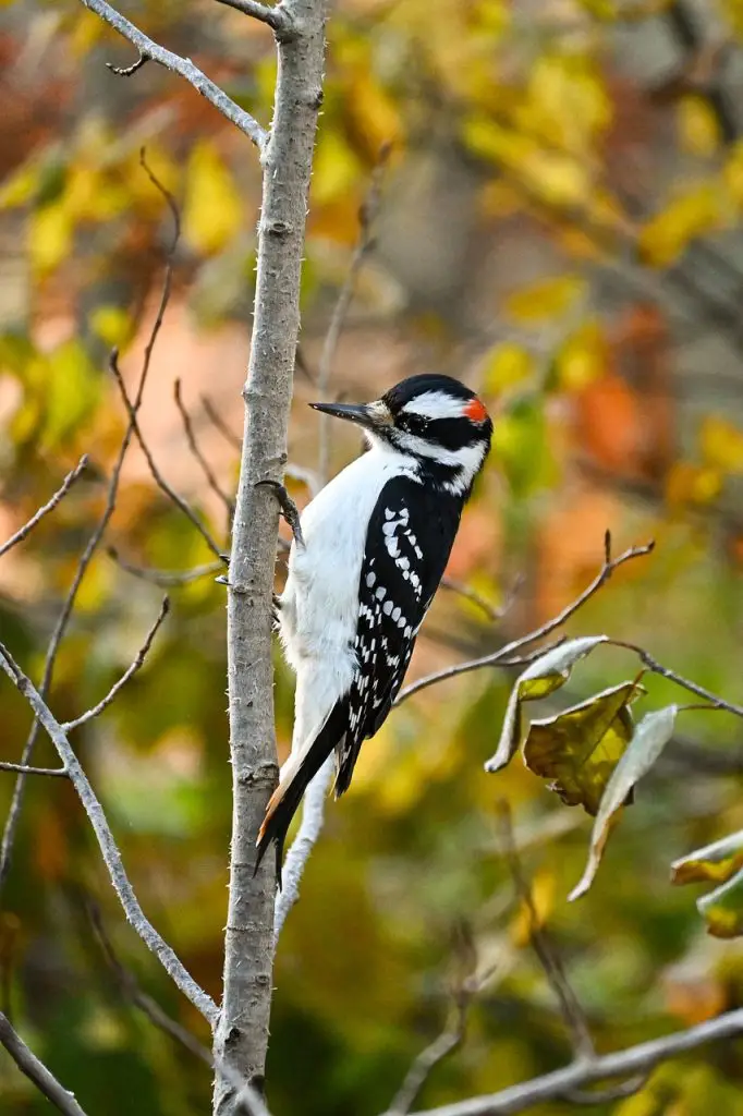 Woodpecker