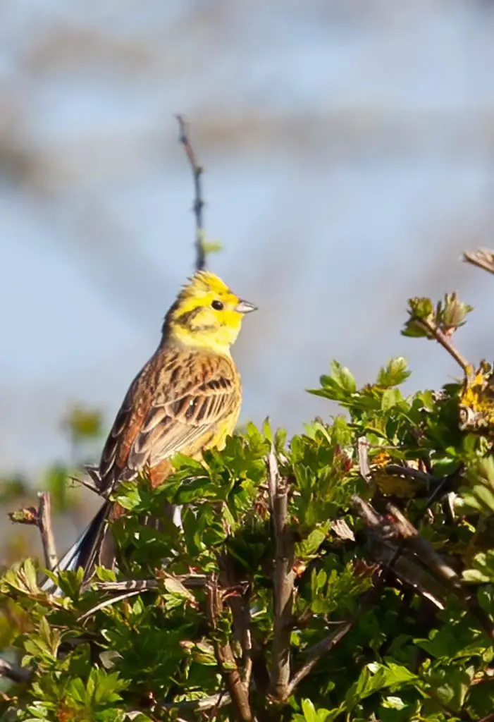 Yellowhammer (Emberiza Citrinella)