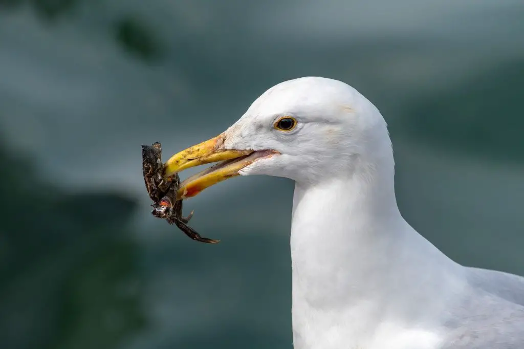 Seagull (Larus Argentatus)