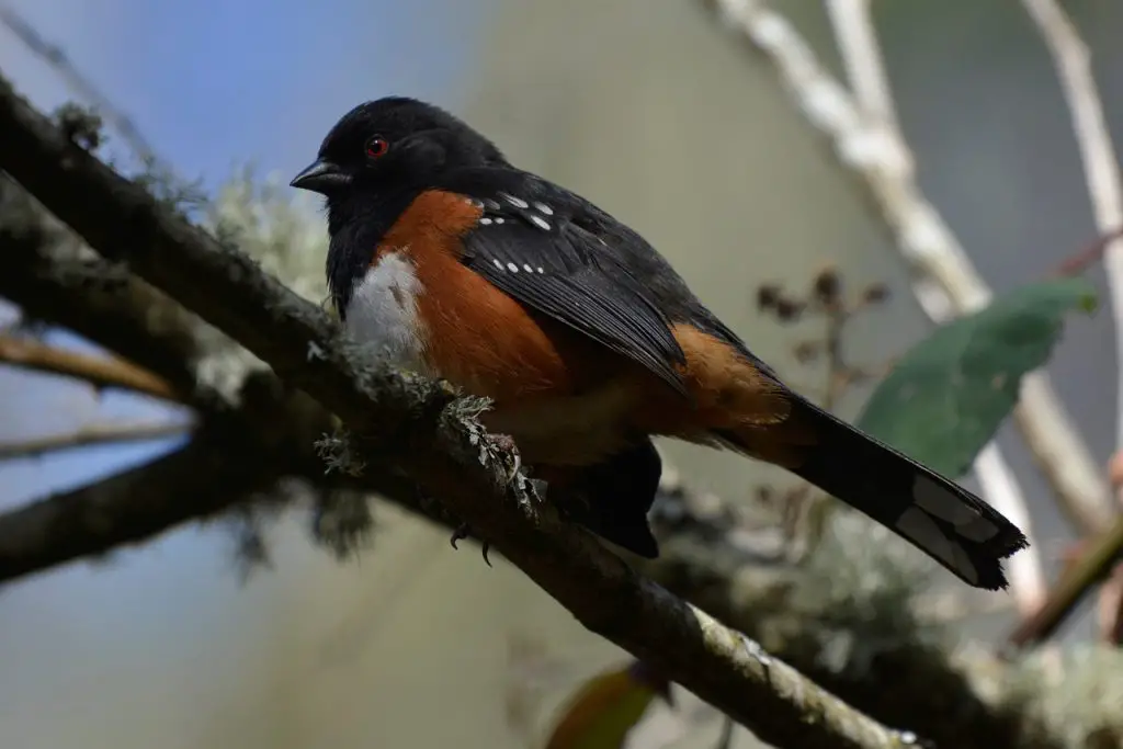 Towhee (Pipilo Erythrophthalmus)