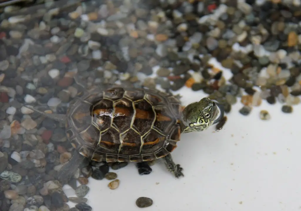 Chicken Turtle Care For Beginners [Comprehensive Handbook]