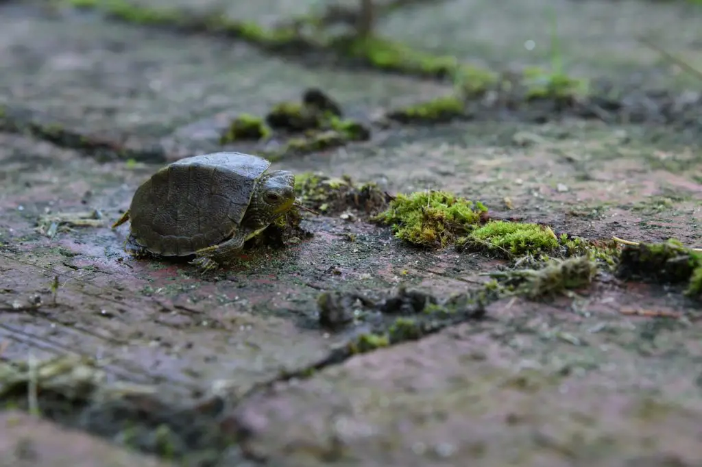 Chicken Turtle Care For Beginners [Comprehensive Handbook]