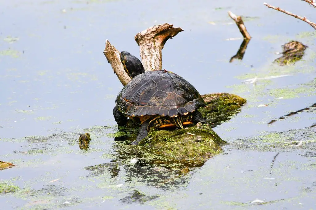 Chicken Turtle Care For Beginners [Comprehensive Handbook]