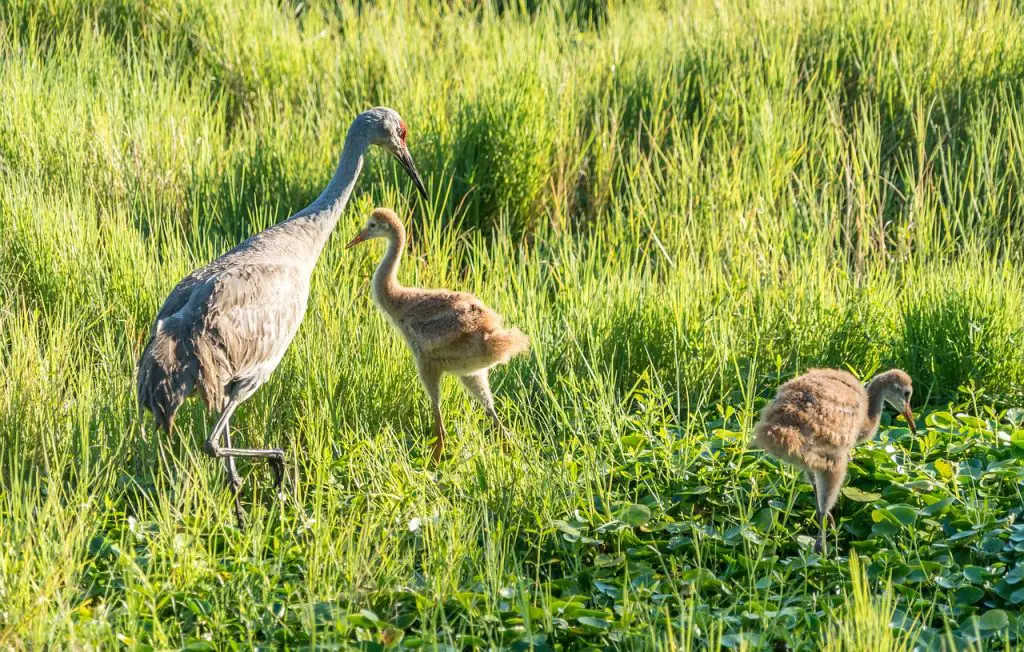 Crane(Gruidae)