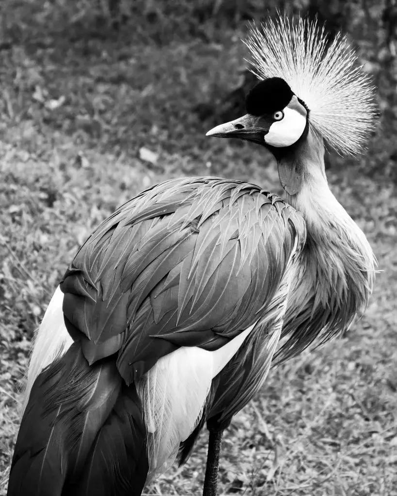 Crane(Gruidae)