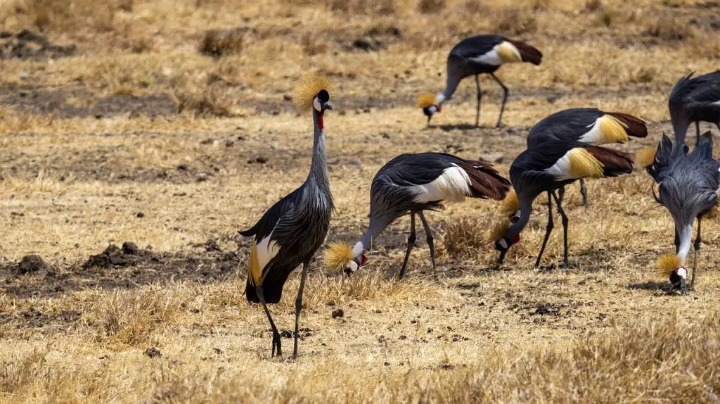 Crane(Gruidae)