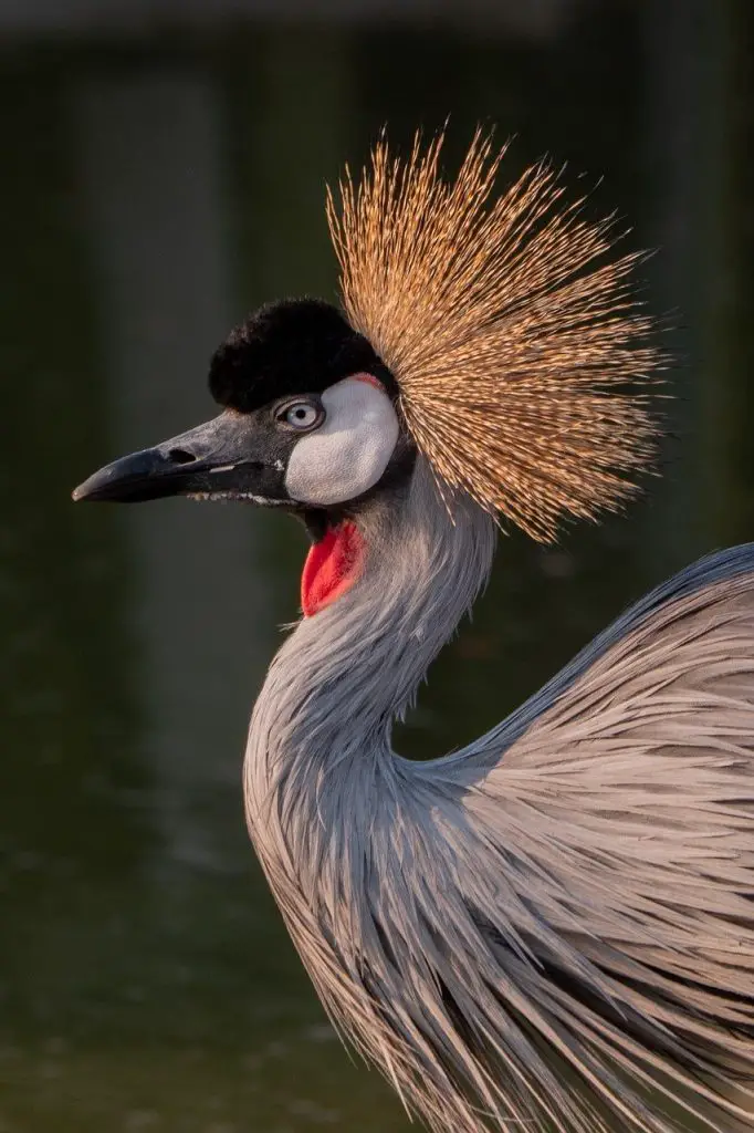 Crane(Gruidae)