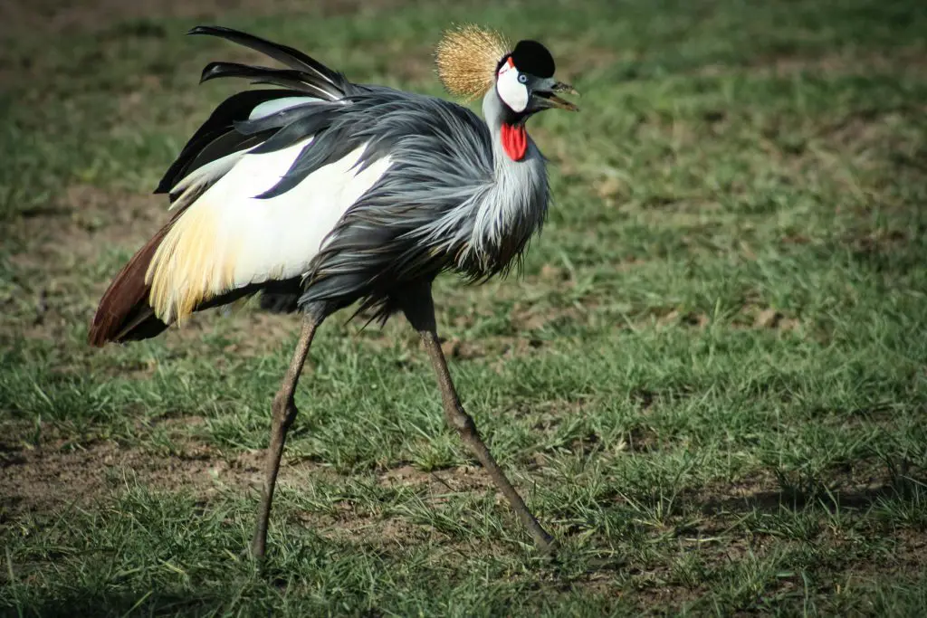 Crane(Gruidae)