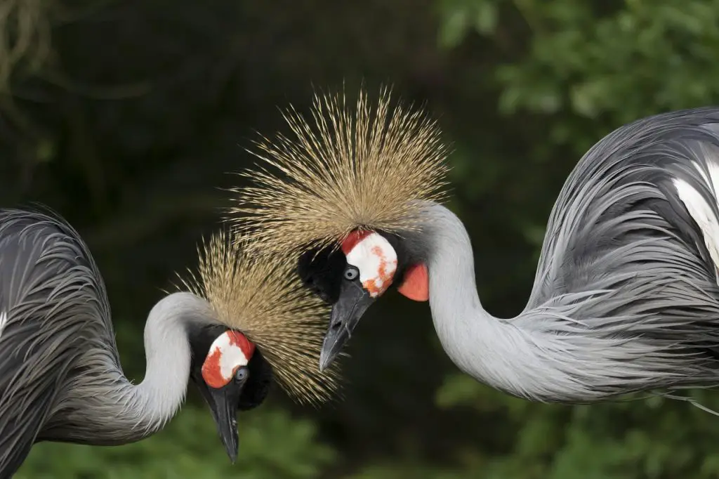 Crane(Gruidae)