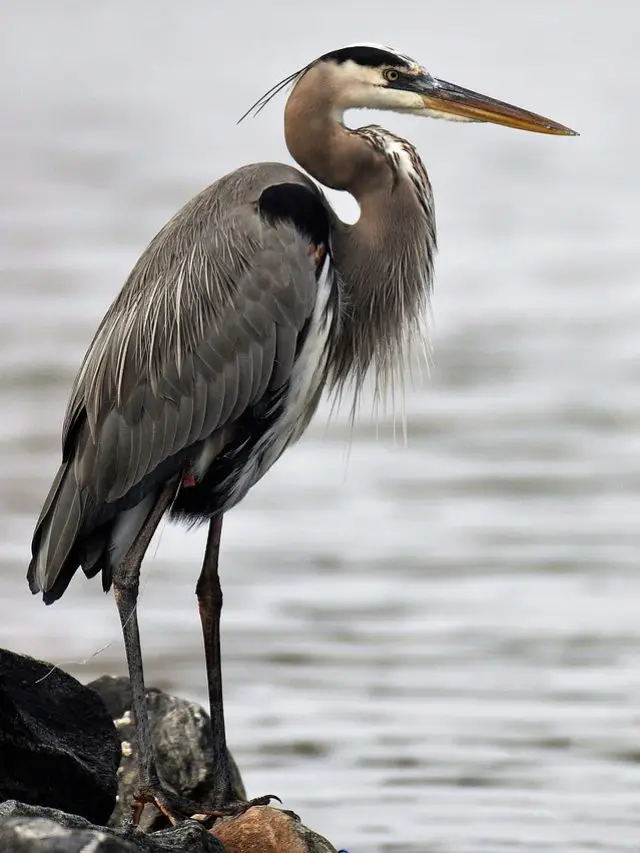 Cropped-Heron-6.Jpg