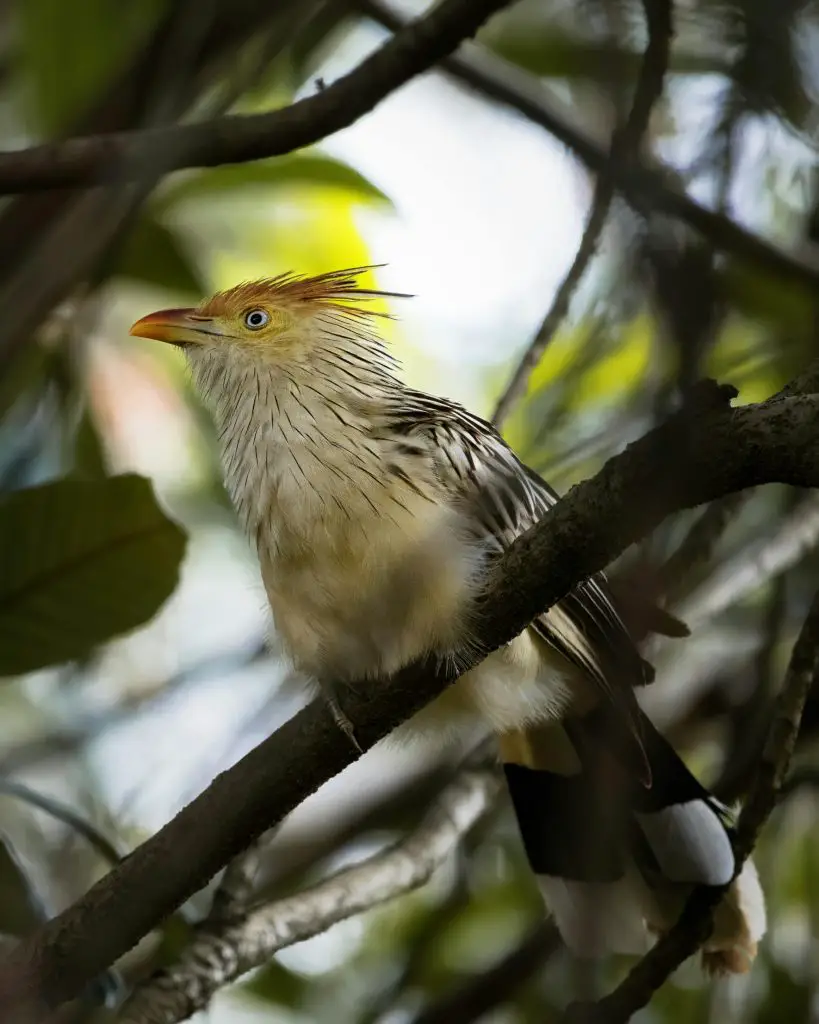 Cuckoo (Cuculidae)