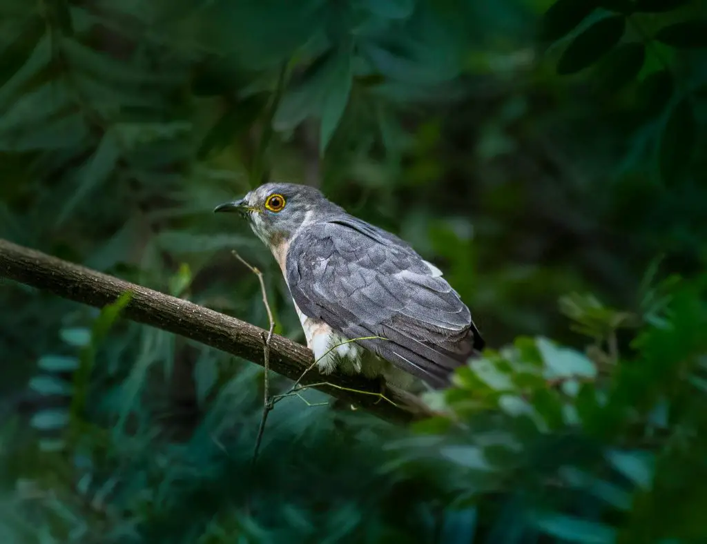 Cuckoo (Cuculidae)