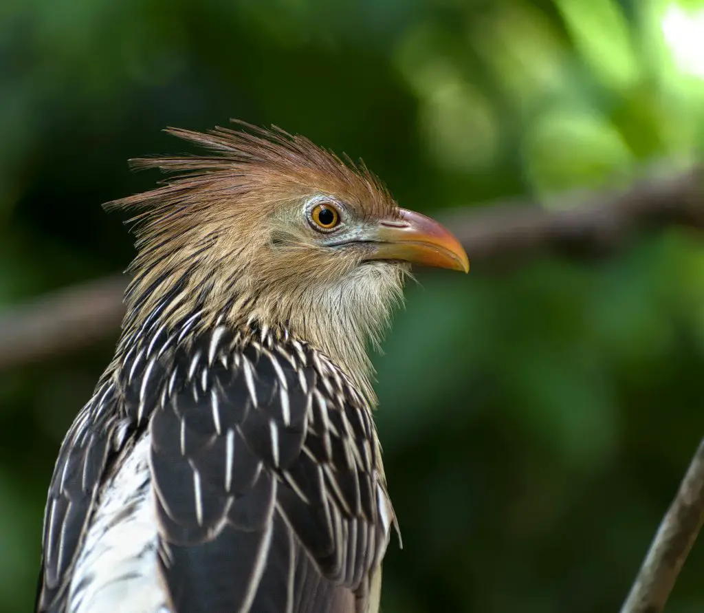 Cuckoo (Cuculidae)