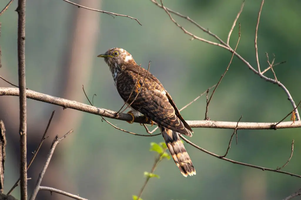 Cuckoo (Cuculidae)