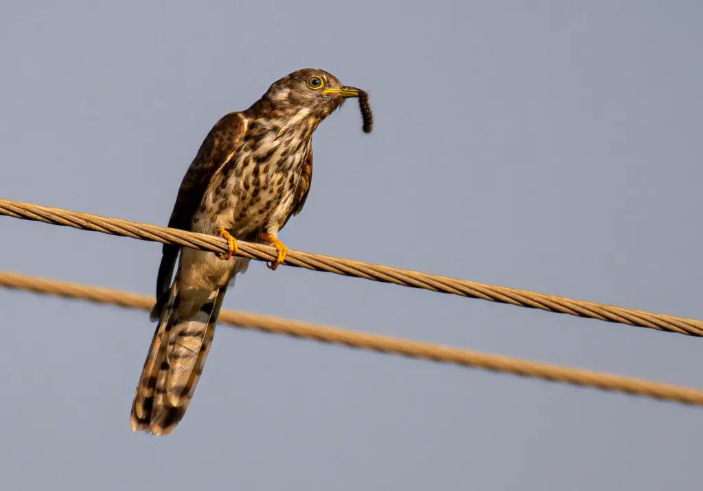 Cuckoo (Cuculidae)