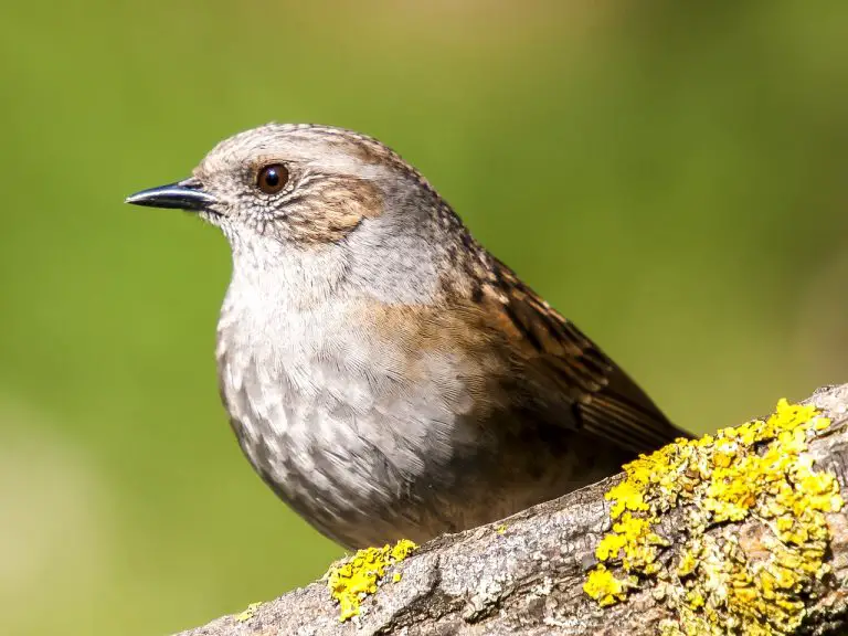 Dunnock(Prunella Modularis)