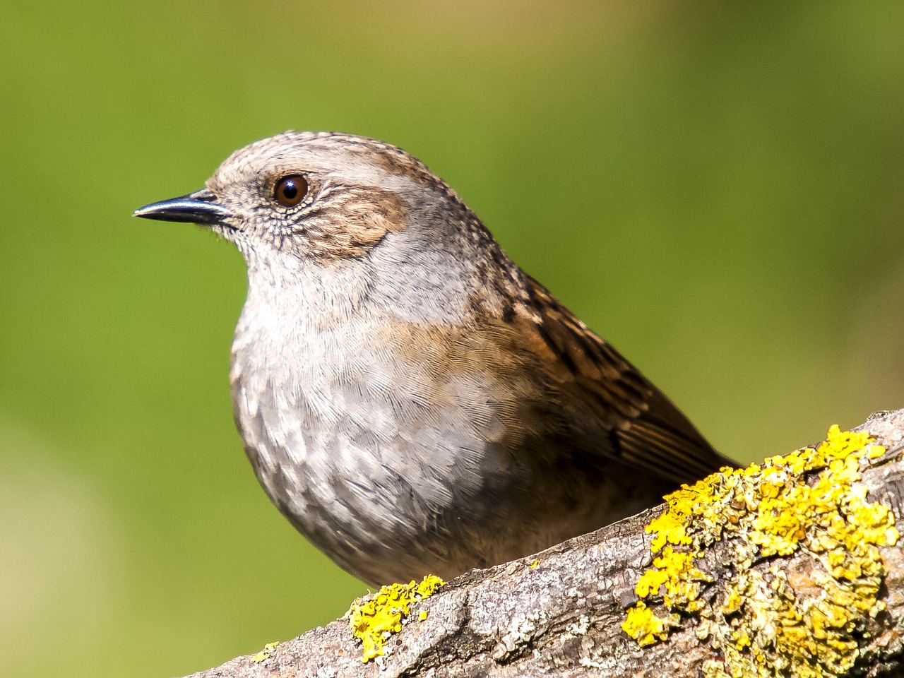 Dunnock (Prunella Modularis)