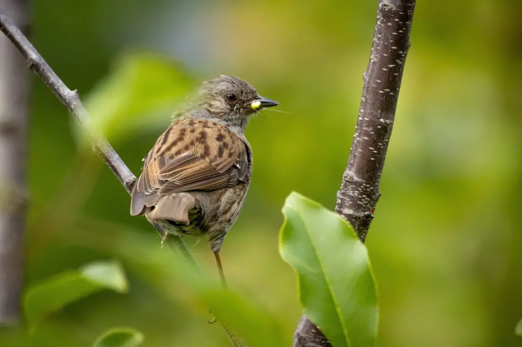 Dunnock (Prunella Modularis)