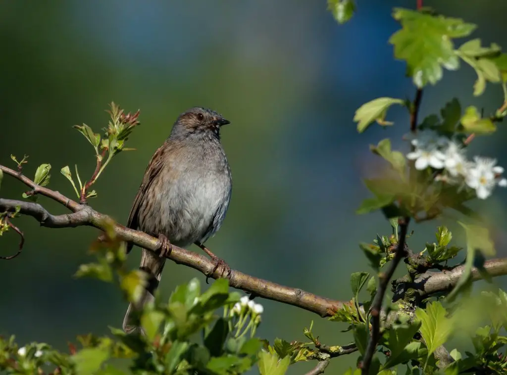 Dunnock (Prunella Modularis)