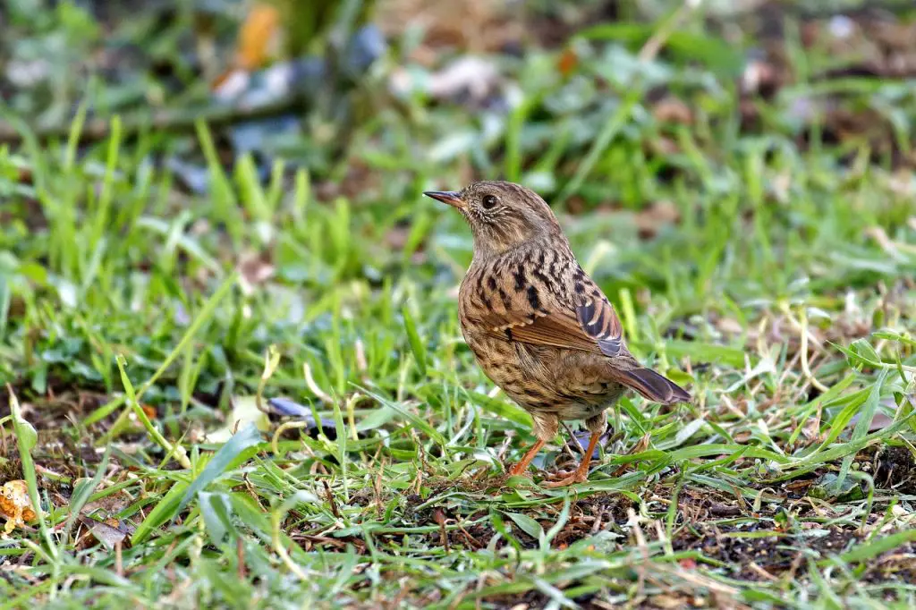 Dunnock (Prunella Modularis)