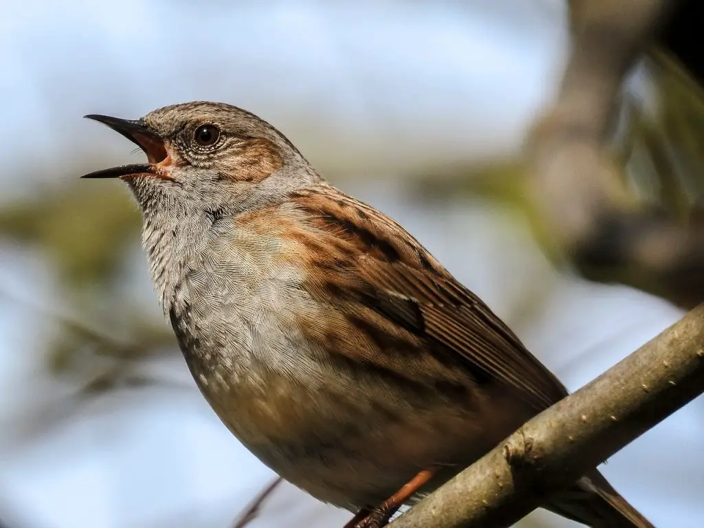 Dunnock (Prunella Modularis)