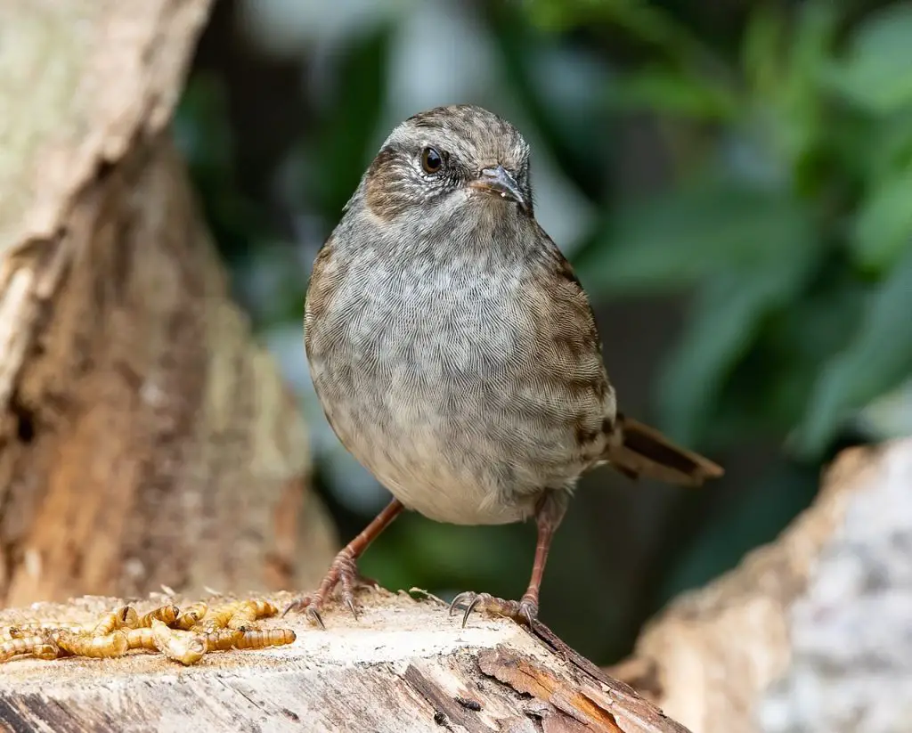 Dunnock (Prunella Modularis)