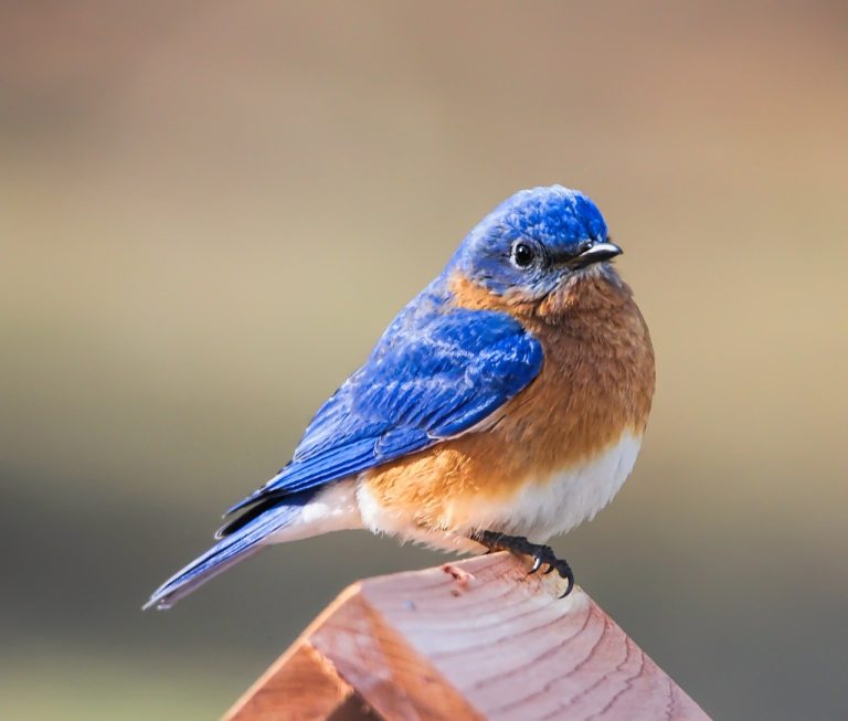 Eastern Bluebird (Sialia Sialis)