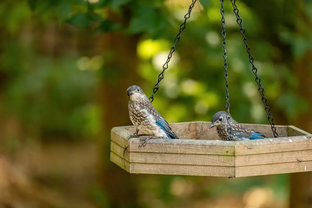 Eastern Bluebird (Sialia Sialis)