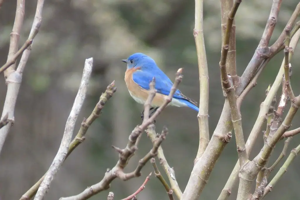 Eastern Bluebird (Sialia Sialis)