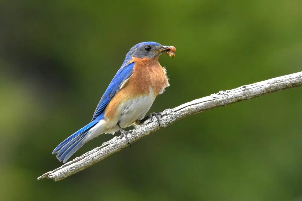 Eastern Bluebird (Sialia Sialis)