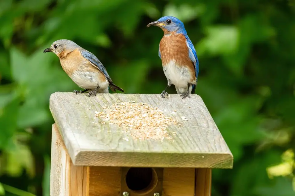 Eastern Bluebird (Sialia Sialis)