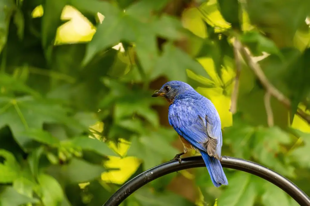 Eastern Bluebird (Sialia Sialis)