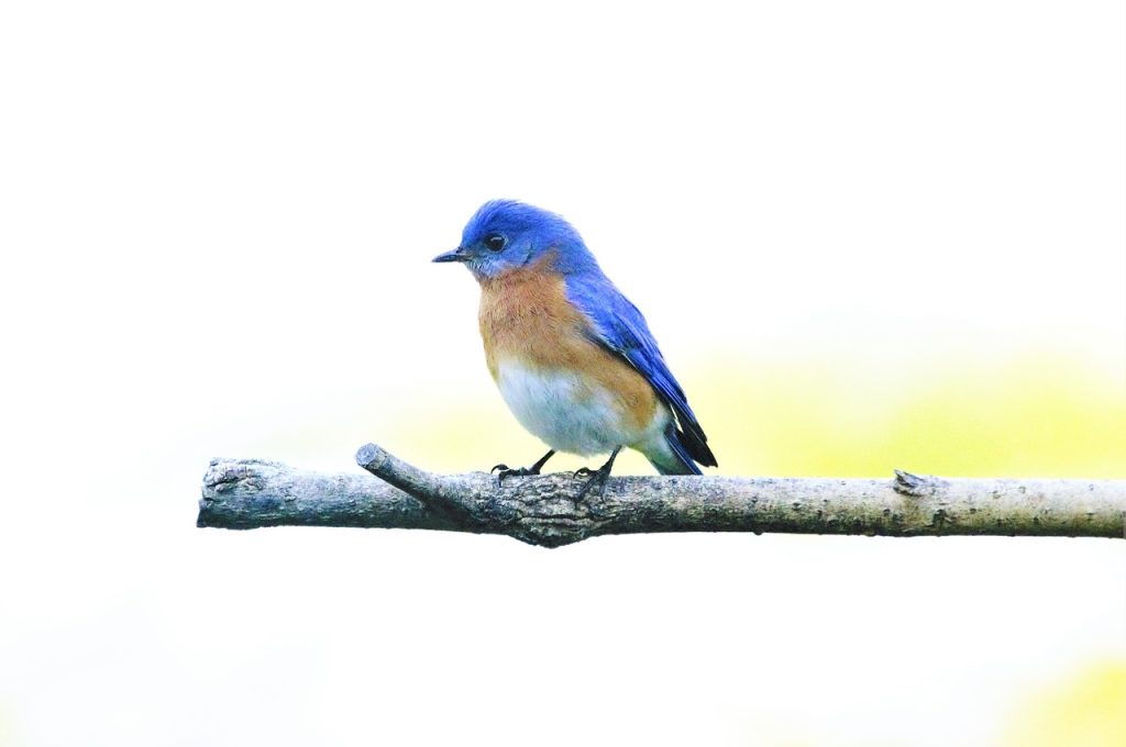 Eastern Bluebird (Sialia Sialis)