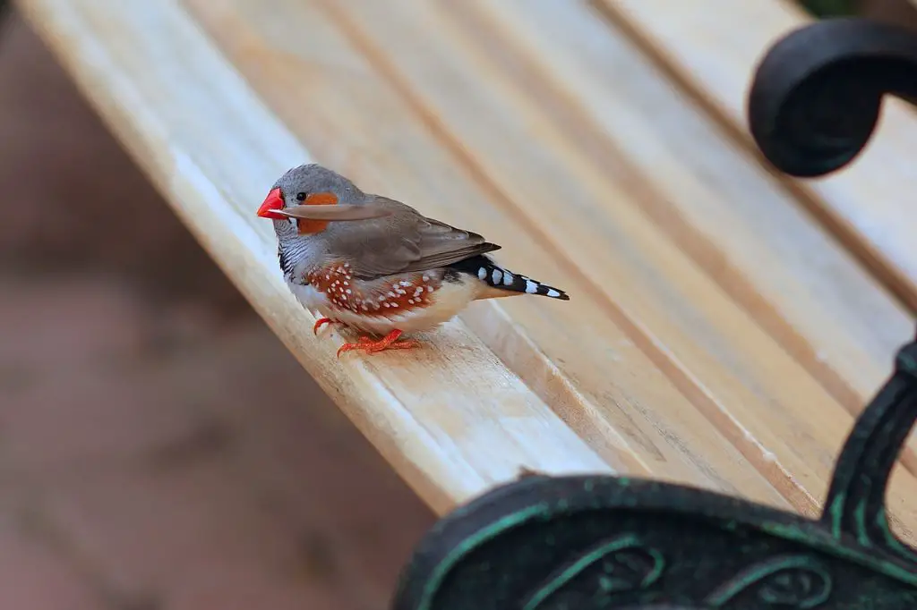 Zebra Finch (Taeniopygia Guttata)