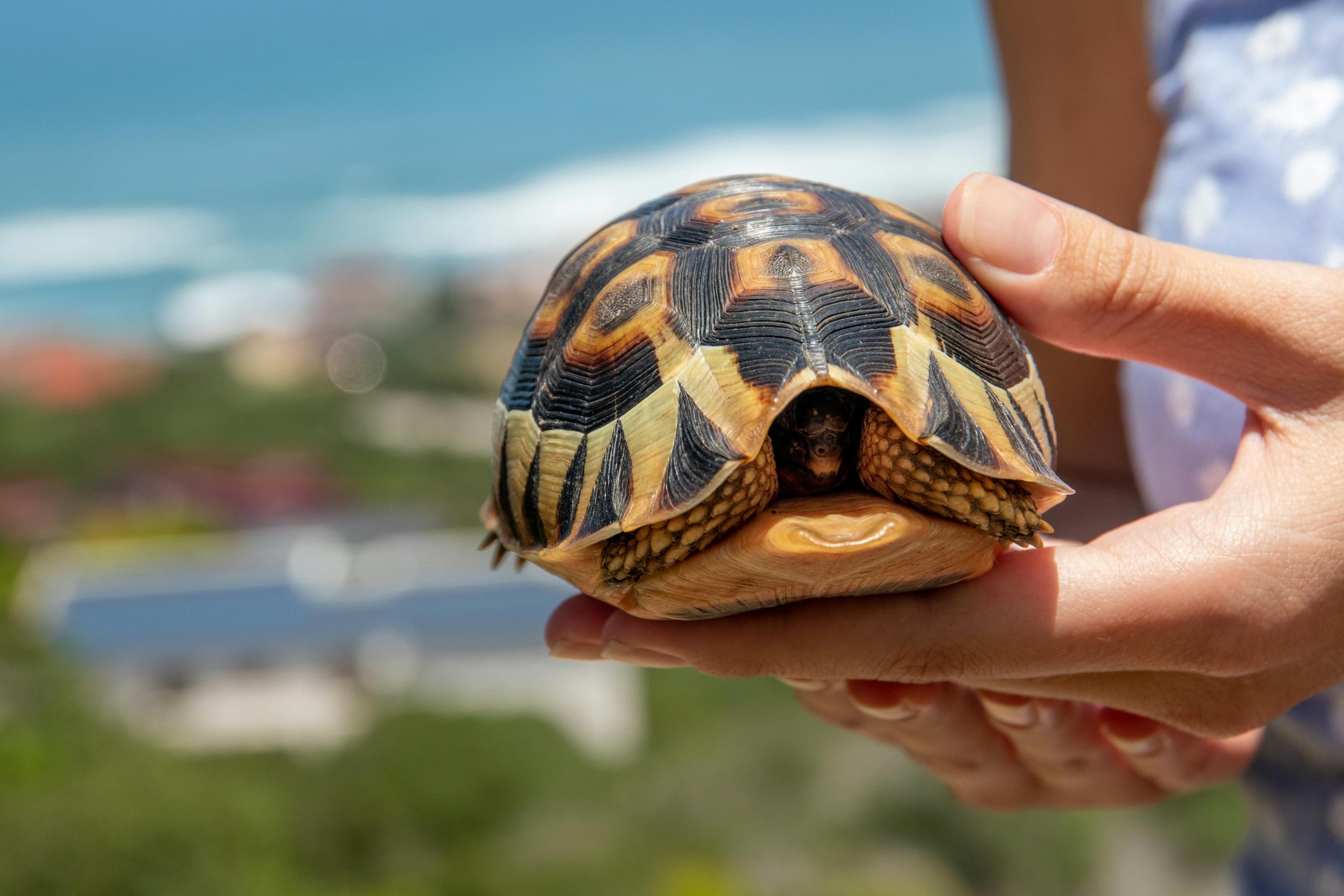 Turtle Skin Fungus: Treatment, Prevention, Tips