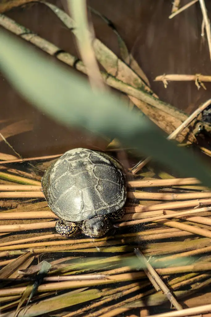 Turtle Skin Fungus: Treatment, Prevention, Tips