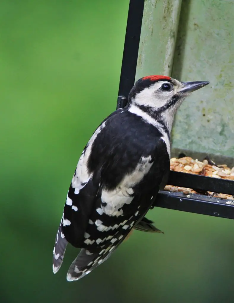 Woodpecker